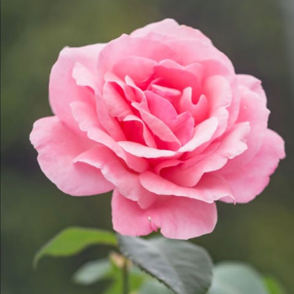 Meet your Posher, May